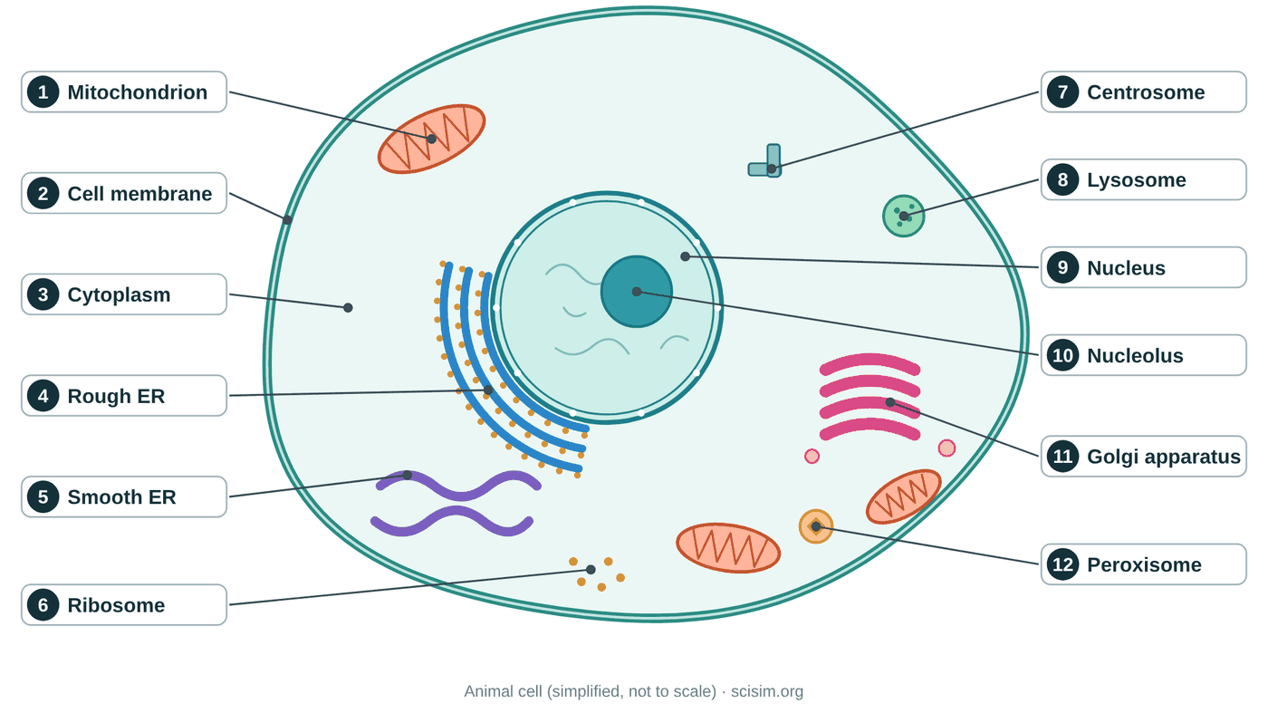 Labeled animal cell diagram showing the mitochondrion, cell membrane, cytoplasm, rough ER, smooth ER, ribosome, centrosome, lysosome, nucleus, nucleolus, Golgi apparatus and peroxisome