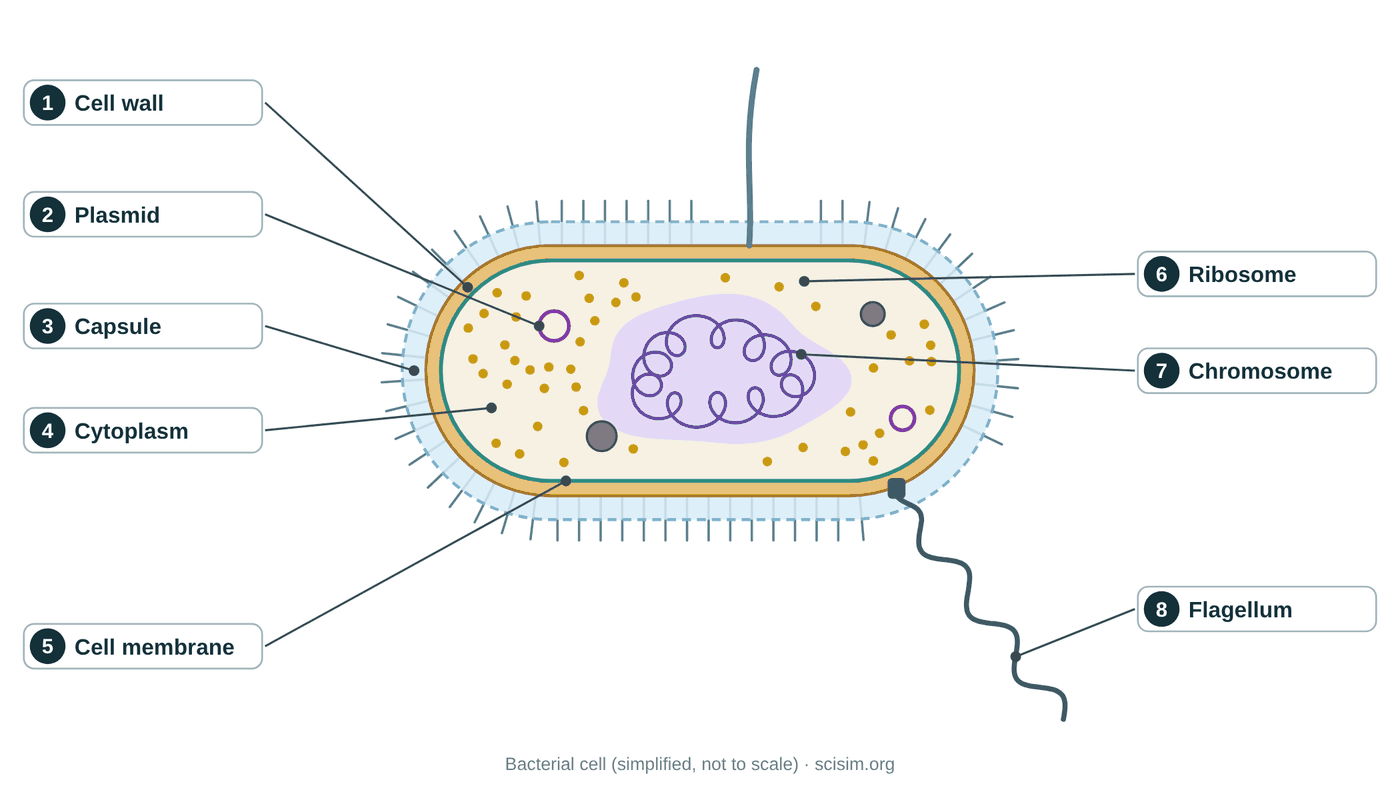 Labeled bacterial (prokaryotic) cell diagram showing the cell wall, plasmid, capsule, cytoplasm, cell membrane, ribosomes, chromosome and flagellum
