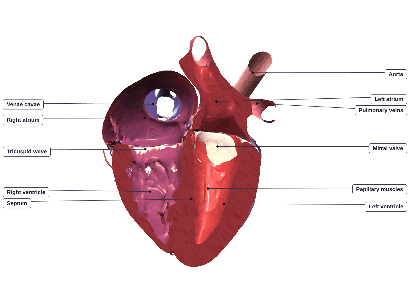 Labeled diagram of a real human heart cut open in a four-chamber view: venae cavae, right atrium, tricuspid valve, right ventricle, septum, left atrium, pulmonary veins, mitral valve, papillary muscles, left ventricle and aorta, with the thick muscle wall of the left ventricle shown in cross-section
