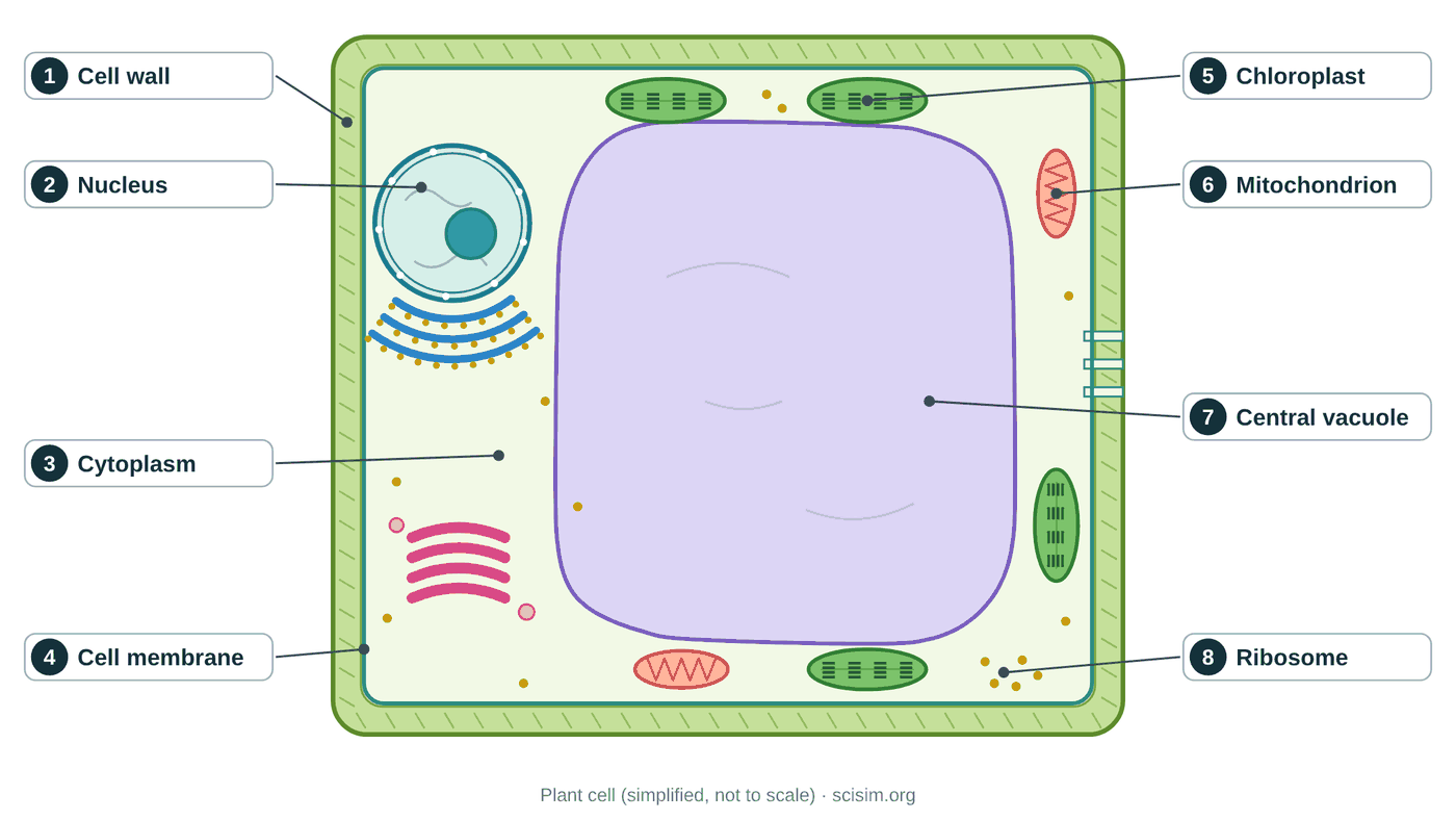 Labeled plant cell diagram showing the cell wall, nucleus, cytoplasm, cell membrane, chloroplast, mitochondrion, central vacuole and ribosomes